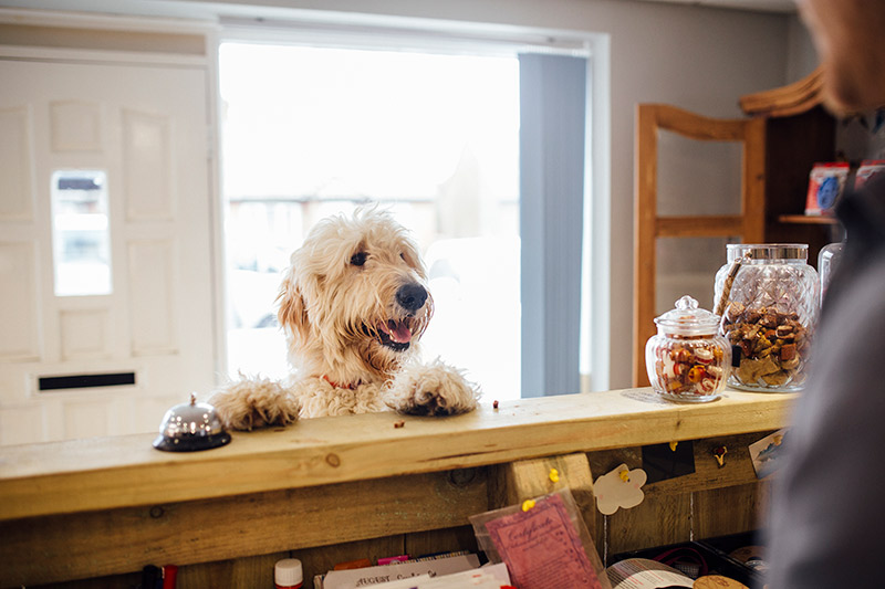 cute dog leaning on the front desk of a dog grooming business